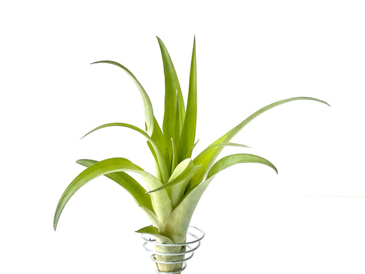 Flabellata var. rubra