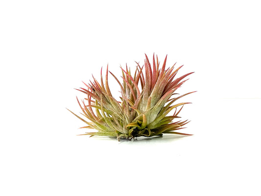Ionantha Mexico