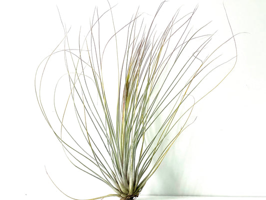 Juncea