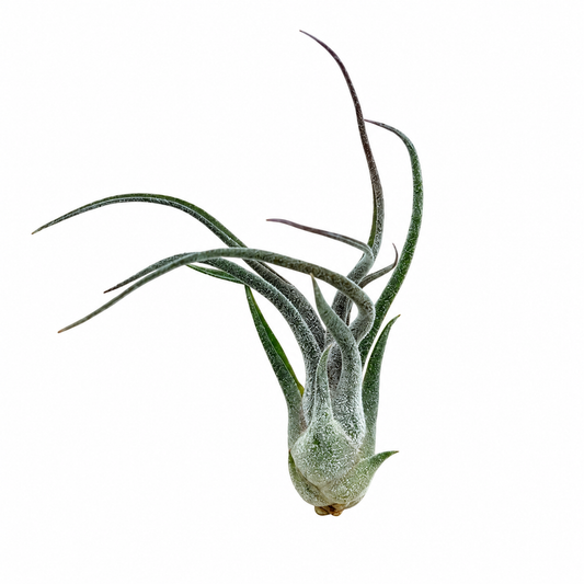 Tillandsia Pruinosa — La planta de aire escarchada