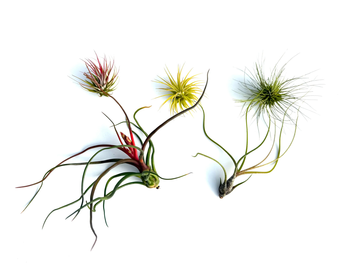 Pack 5 Tillandsias — El starter kit perfecto