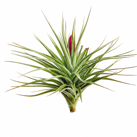 Tillandsia Aeranthos — La planta de aire más resistente