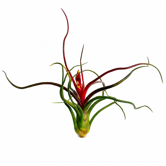 Tillandsia Bulbosa — La planta de aire con forma de pulpo