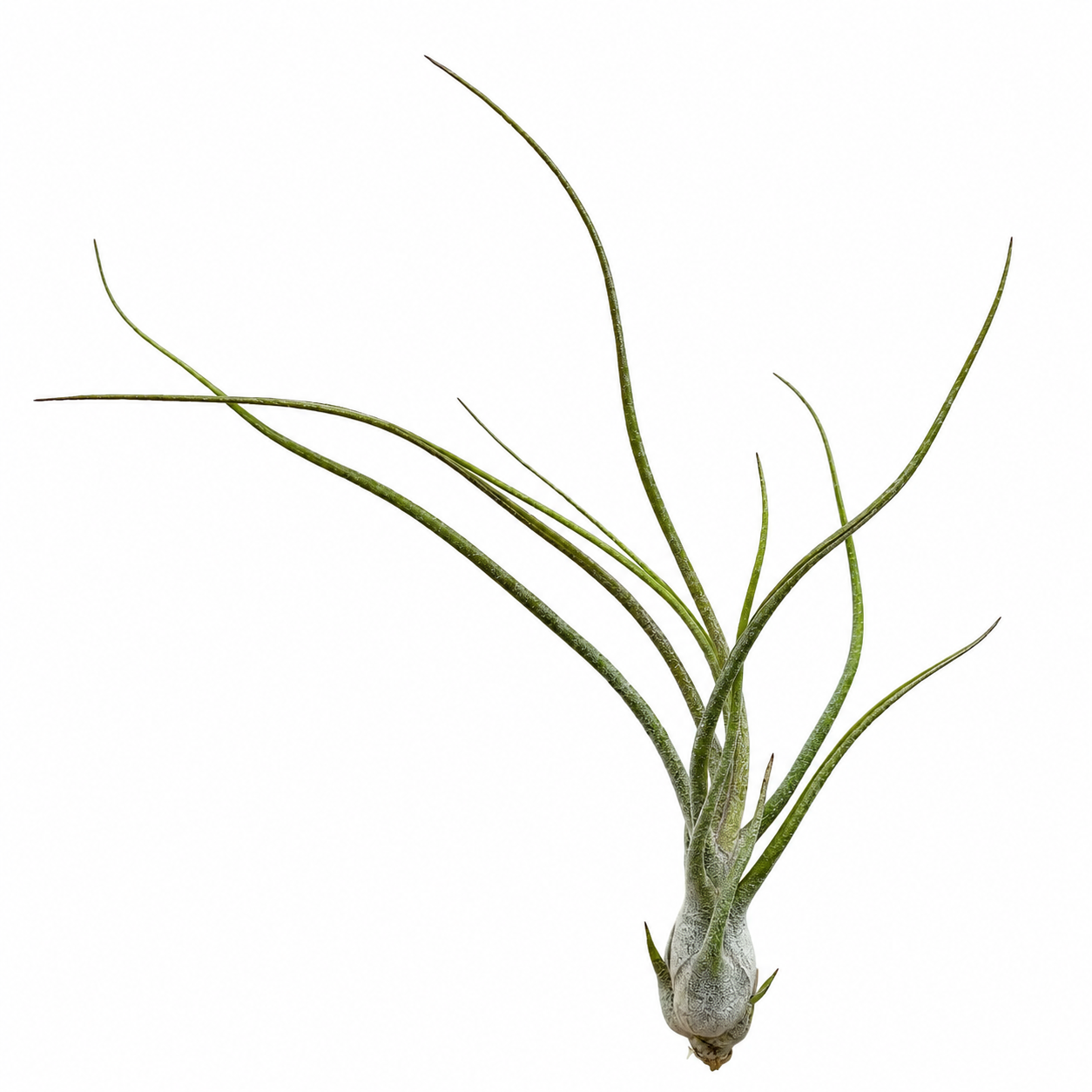 Tillandsia Butzii Blanca — La planta de aire moteada