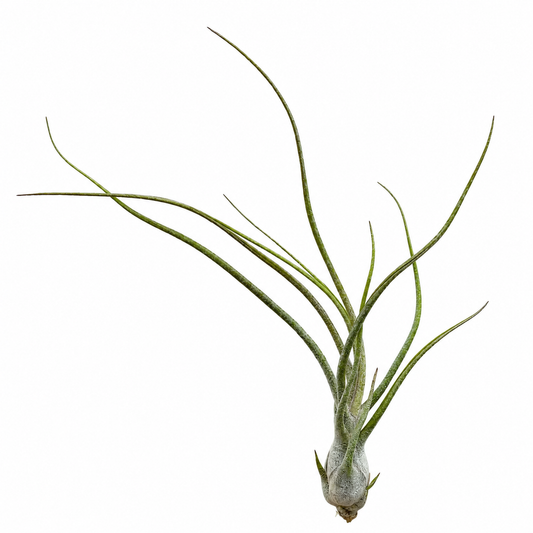 Tillandsia Butzii Blanca — La planta de aire moteada