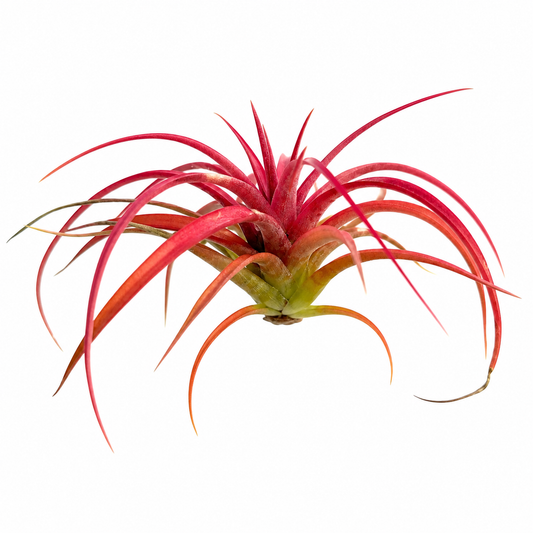 Tillandsia Capitata Peach