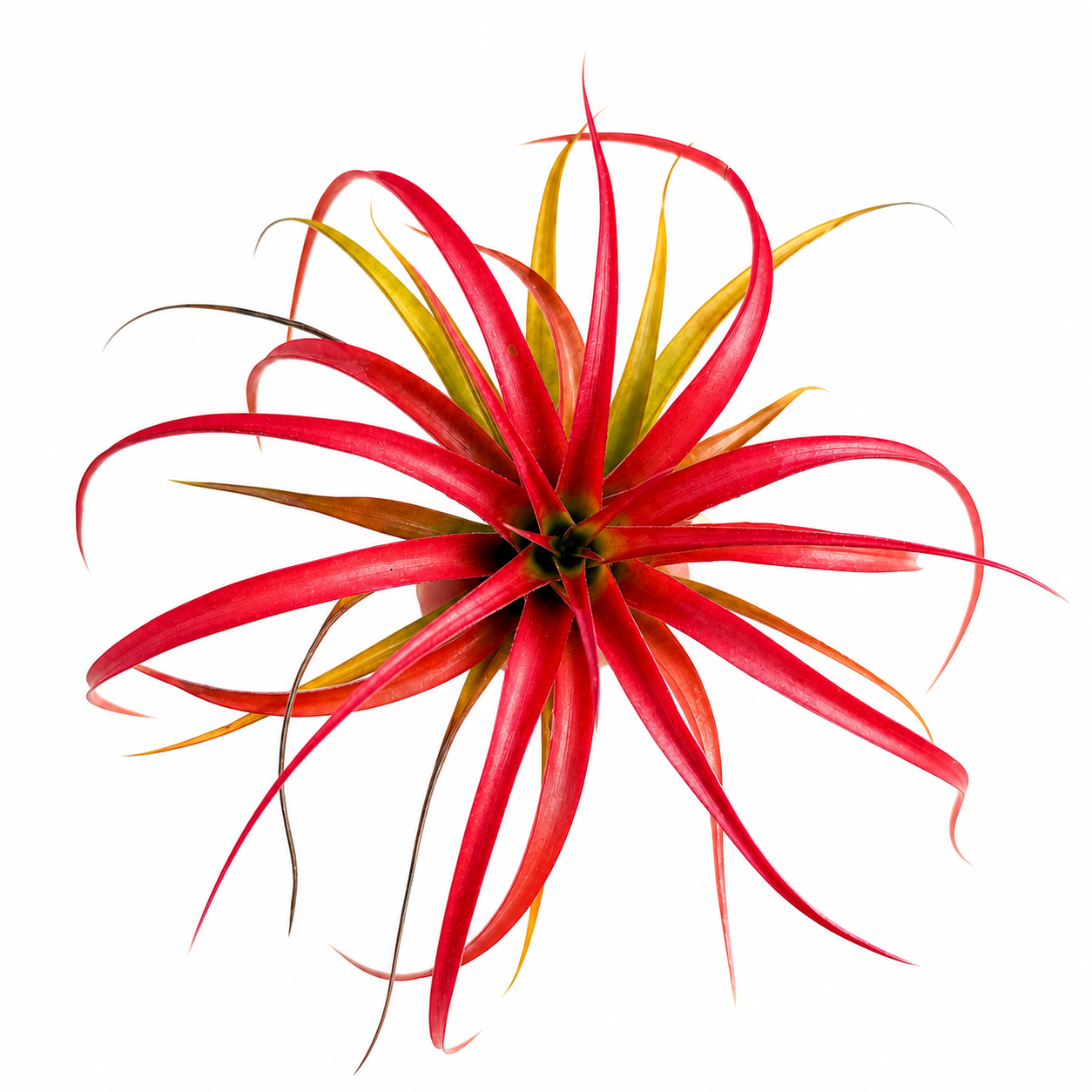 Tillandsia Capitata Peach
