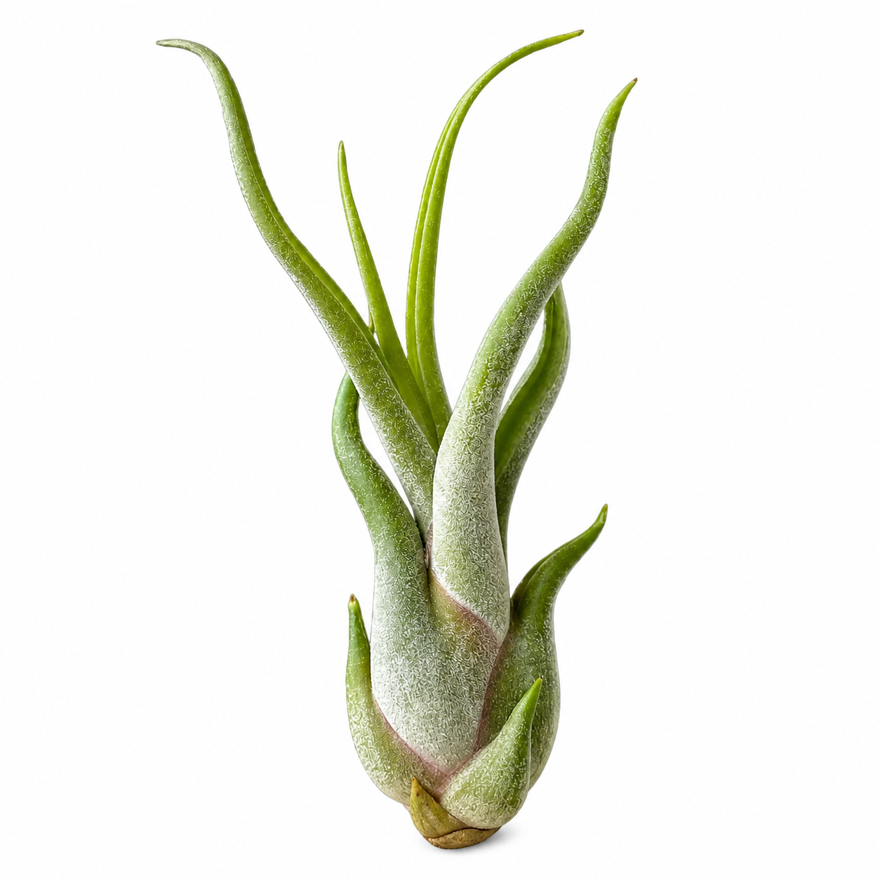Tillandsia Caput Medusae — La planta de aire cabeza de Medusa