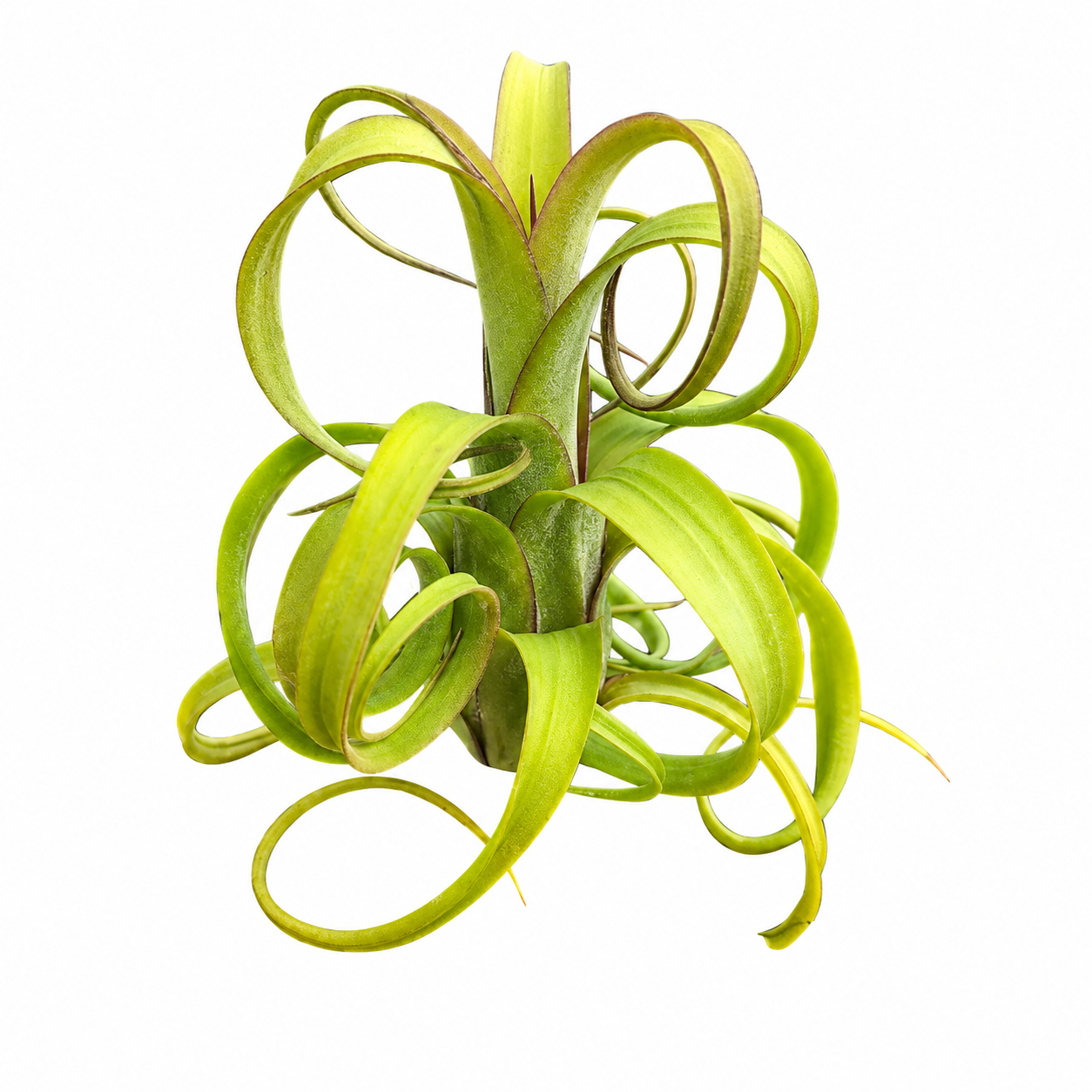 Tillandsia Curly Slim — La planta de aire en espiral