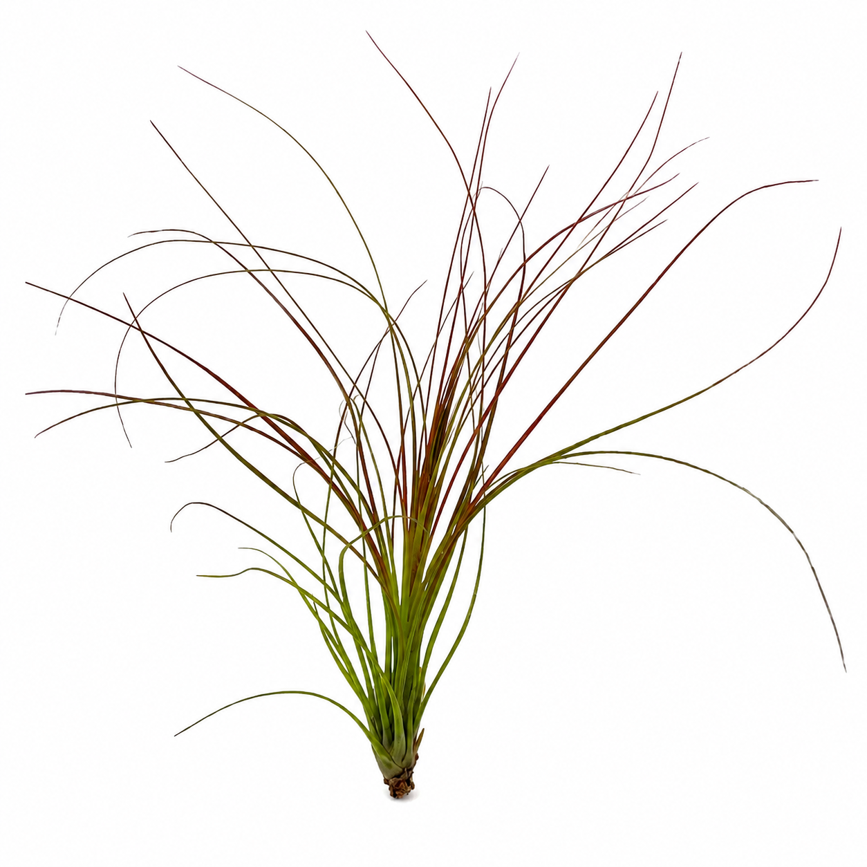 Tillandsia Festucoides — La planta de aire de porte junco