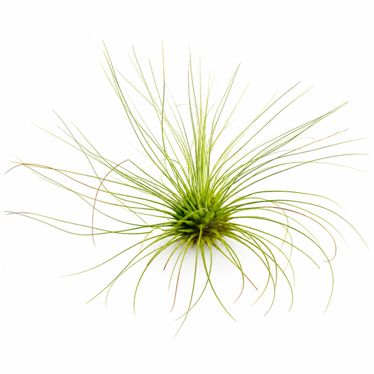 Tillandsia Fuchsii f. Gracilis