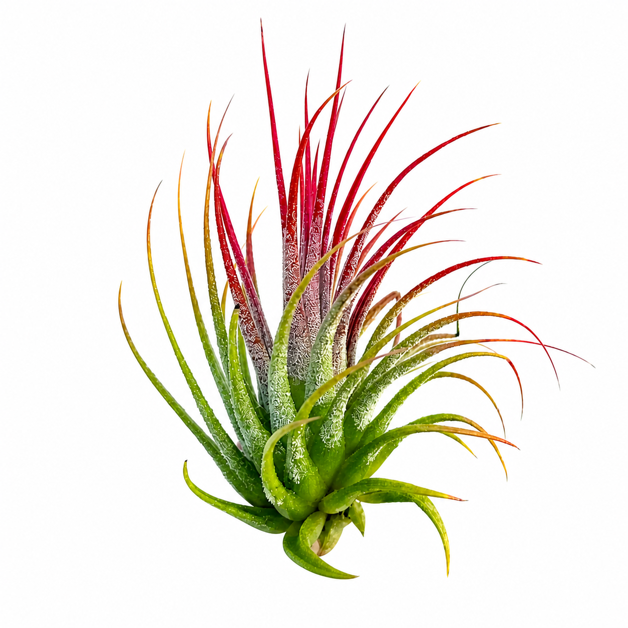 Ionantha var. rubra