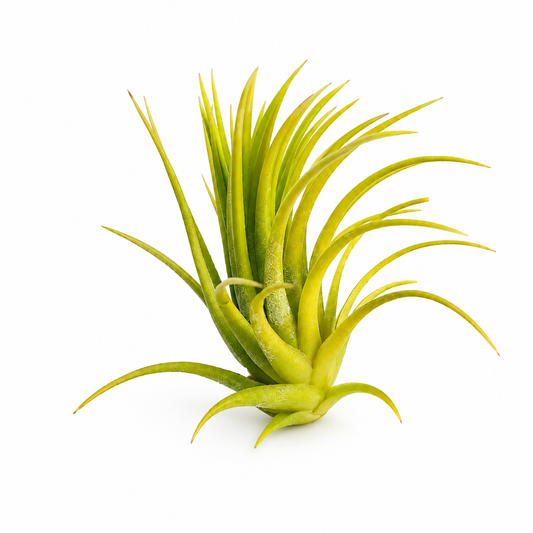 Tillandsia Ionantha Druid — La ionantha que nunca enrojece