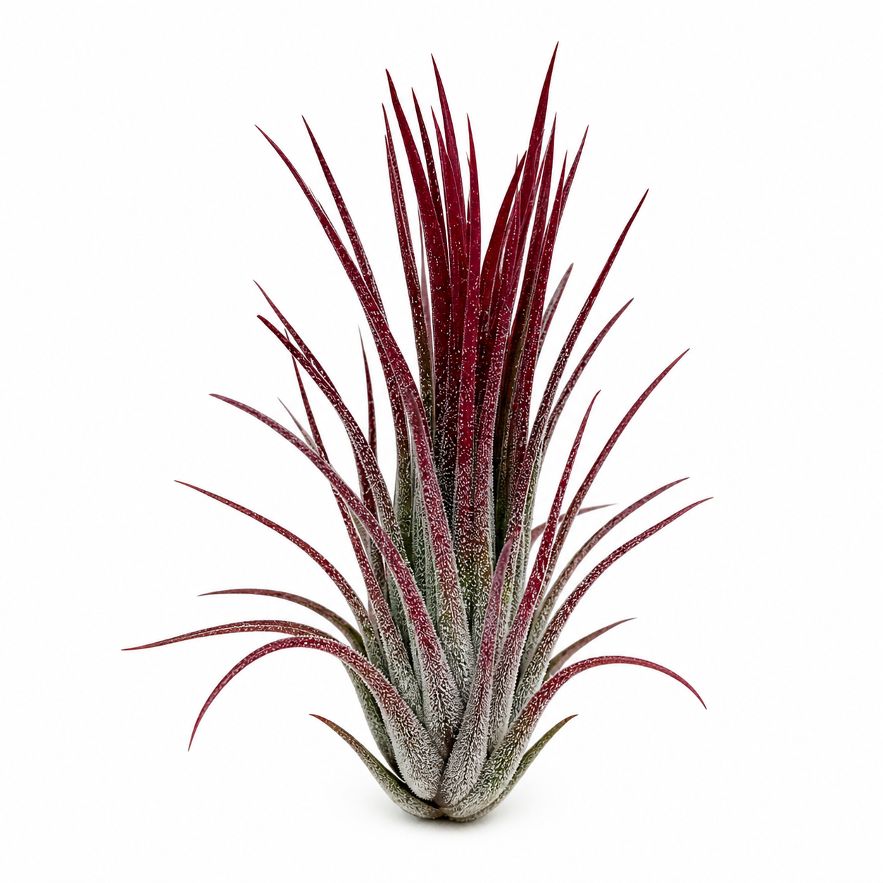 Ionantha Fuego
