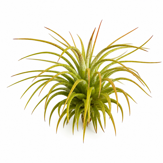 Tillandsia Ionantha var. Ionantha — La variedad más pura