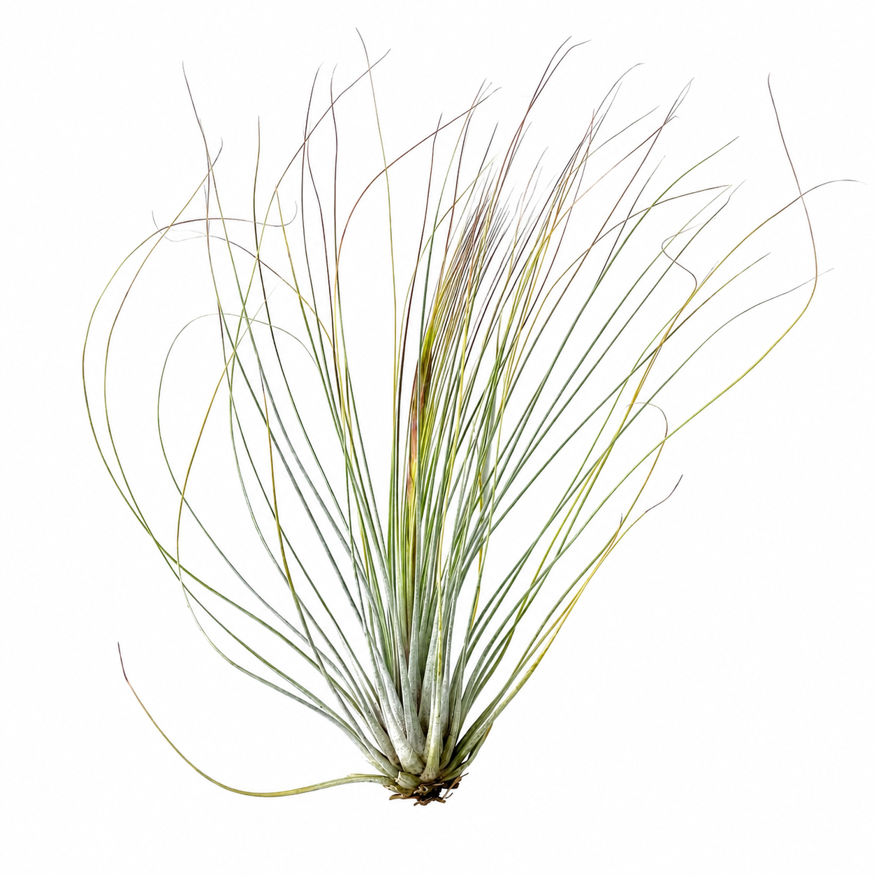 Tillandsia Juncea — La planta de aire junco