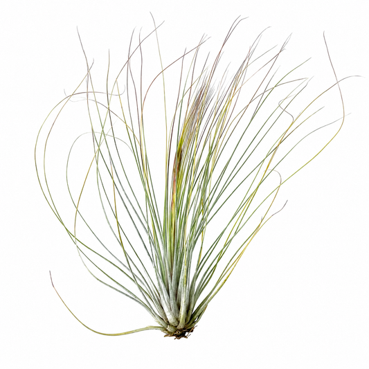 Tillandsia Juncea — La planta de aire junco