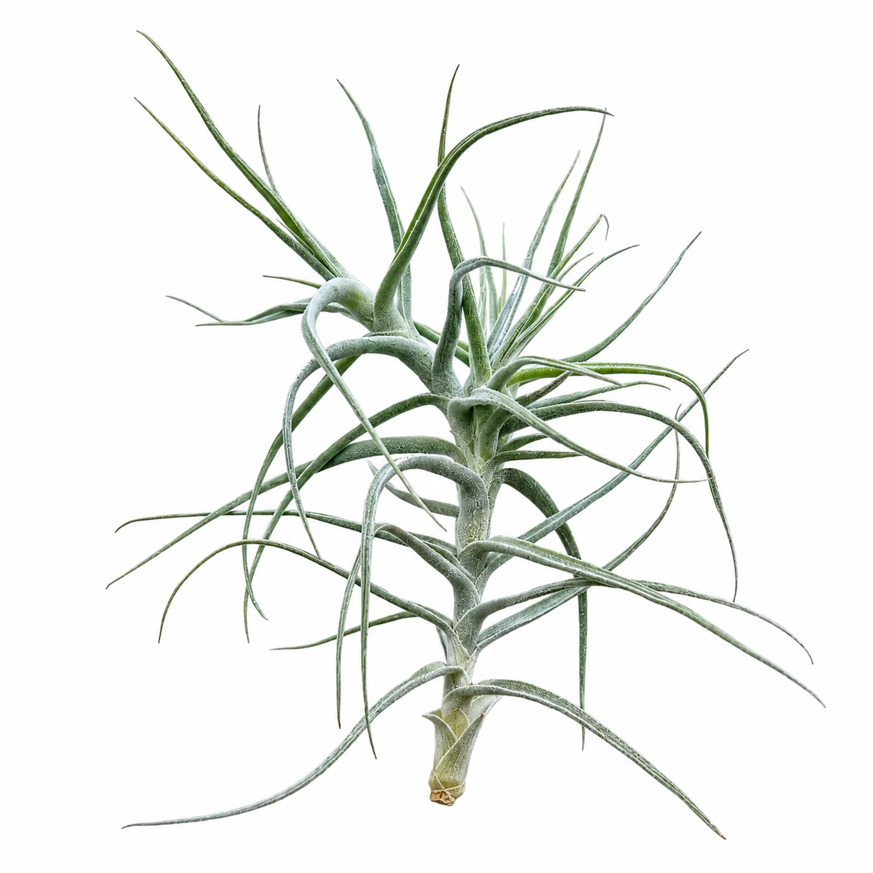Tillandsia Paleacea — La planta de aire plateada y espigada