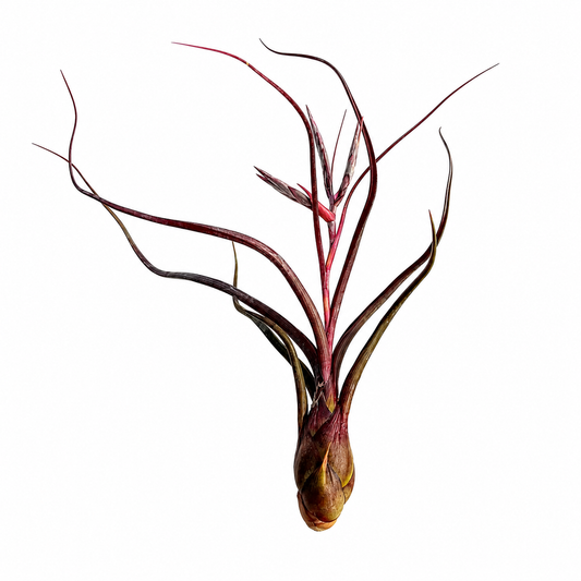 Tillandsia Pseudobaileyi — La planta de aire tentacular