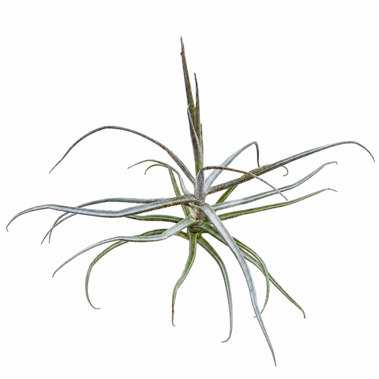 Tillandsia Reichenbachii — La planta de aire grácil