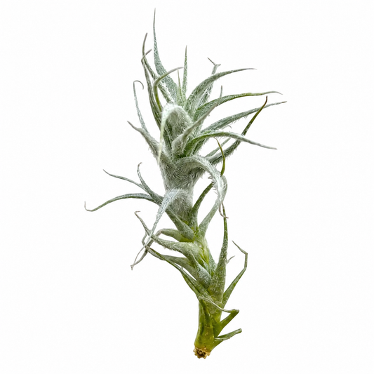 Tillandsia Stellifera — La planta de aire en forma de estrella