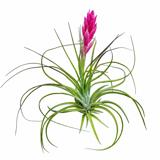 Tillandsia Stricta — La planta de aire que siempre tiene algo que contar