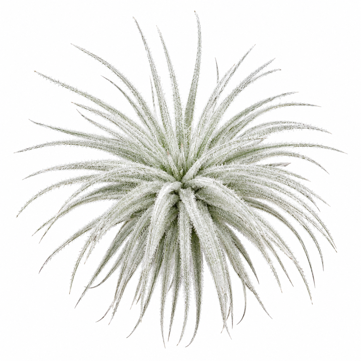 Tillandsia Tectorum L — La planta de aire más blanca del mundo