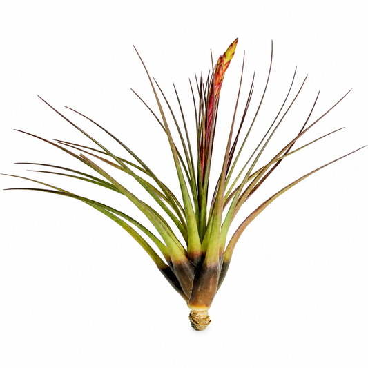 Tillandsia Tricolor — La planta de aire del espectáculo de color