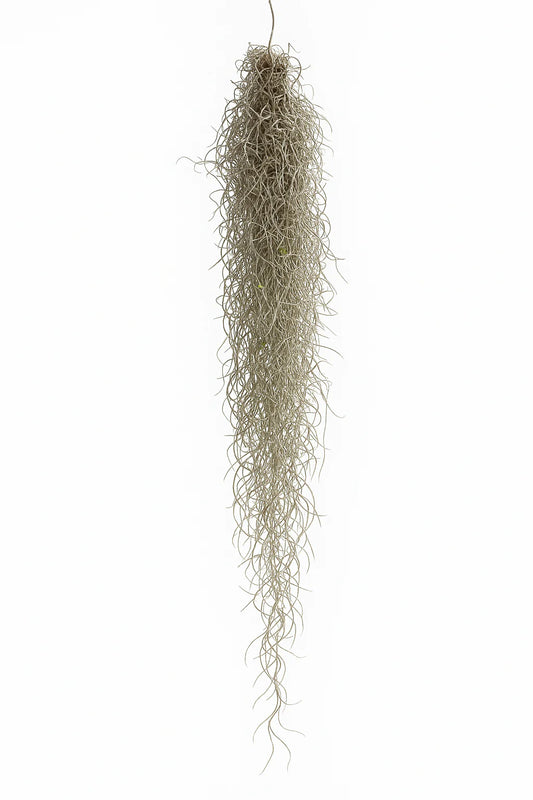 Tillandsia Usneoides — El musgo español